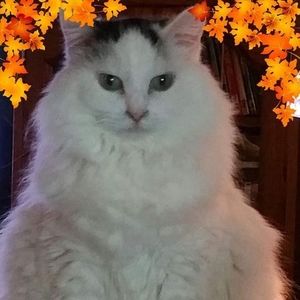 Meet your Posher, Michele